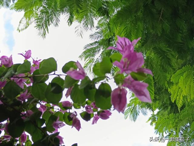 三角梅的含义与花语，最美三角梅广东叫