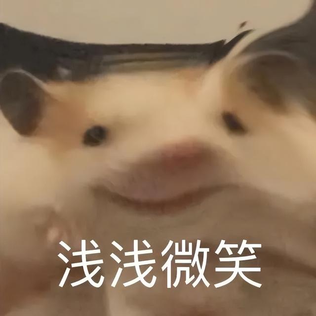 小仓鼠动态迷你表情包，变形脸仓鼠可爱老鼠