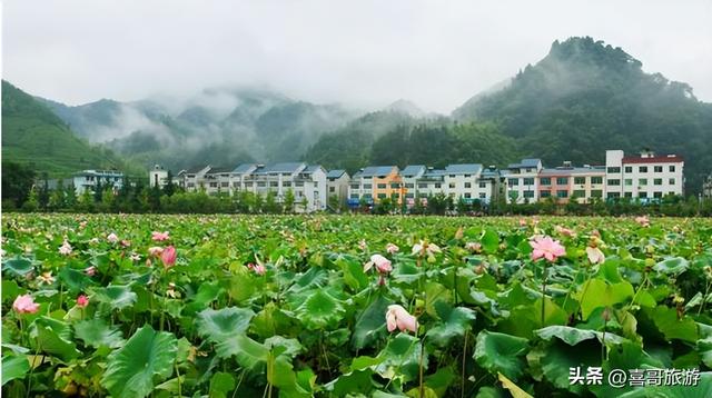 开化县属于哪个市，开化市有哪些镇（18万亩油菜花不逊色于婺源）