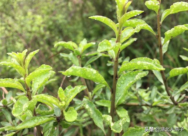 野菜的种类和图片大全，四季野菜图文大全（最美味的15种野菜）