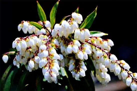 马醉木好不好养，马醉木及其品种介绍