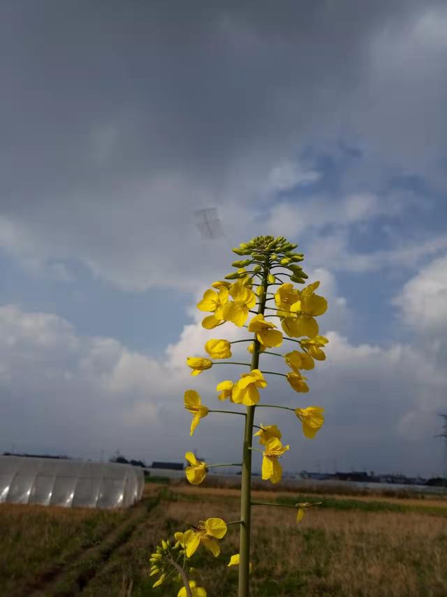 风筝手工制作简单步骤，手把手教你做霸气的手工风筝