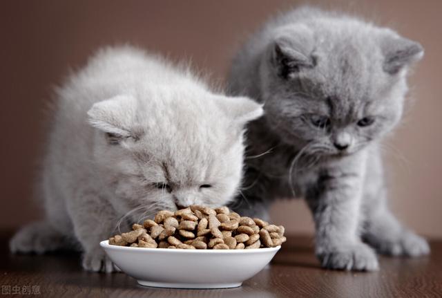 为什么猫咪会呕吐猫粮，猫咪呕吐、吐猫粮是什么原因造成的