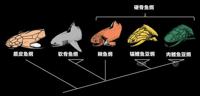 人类的祖先是条鱼?科学家回应，人类的祖先是鱼科学家回应疑问