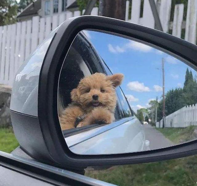 世界上最聪明的狗狗十大排名，盘点那些聪明的狗狗