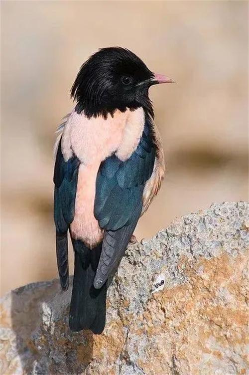 黑白搭配的鸟类有哪几些，令人惊叹的鸟类配色