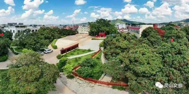 广东灵山荔枝采摘，灵山荔枝已成熟