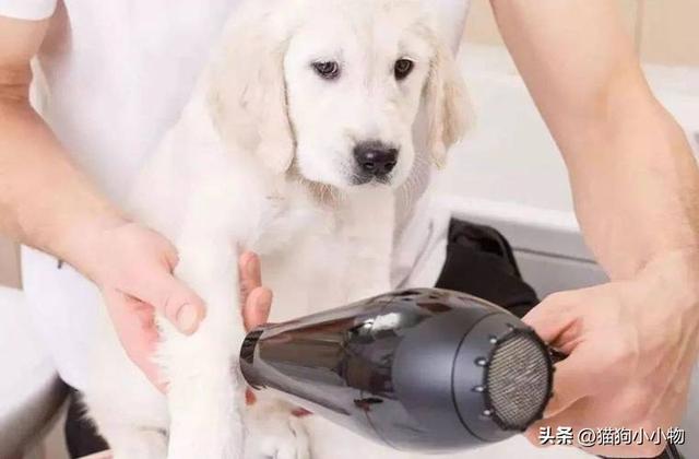 这6种东西就是狗狗的，狗狗最怕的四种狗