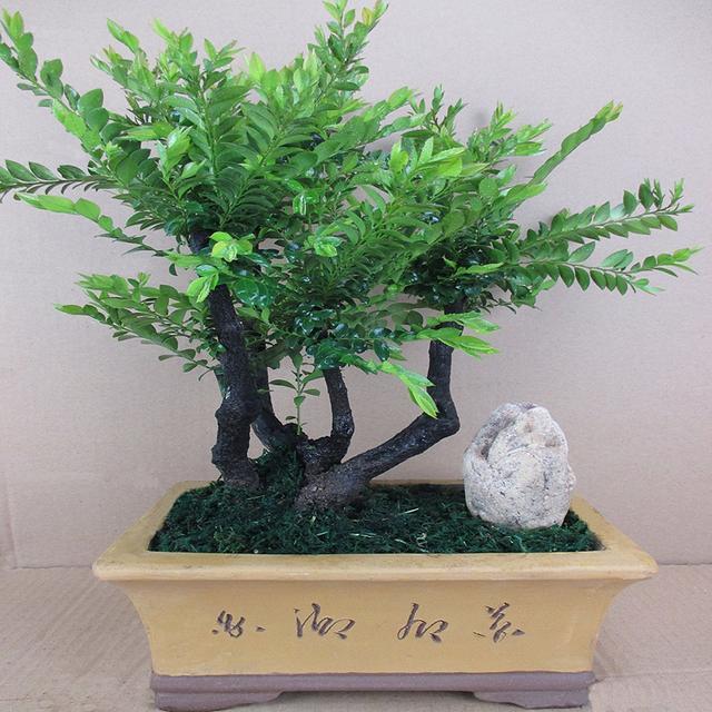 小叶紫檀盆景图片，小叶紫檀盆景养护技巧（盆景首选小叶紫檀）