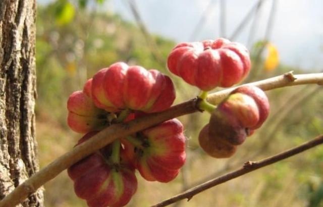 有一种野果叫珍珠果，人称“吉祥果”