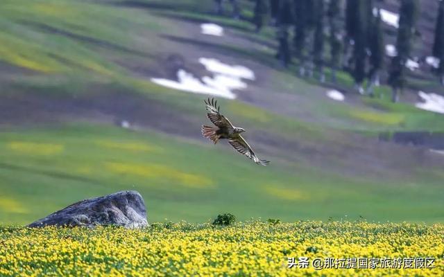 伊犁河谷最值得去的地方，伊犁河谷赏花攻略