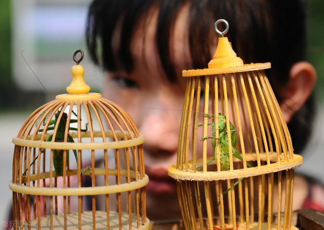 农村最常见虫子的叫声，乡村夜晚农田里