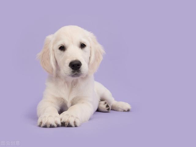 小狗什么时候换牙，狗狗换牙期是什么时候