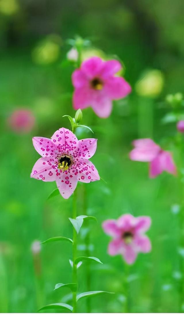 奇花异草160种，25种奇花异草第1集