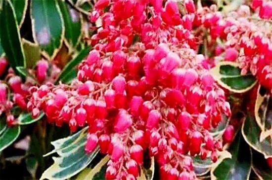 马醉木好不好养，马醉木及其品种介绍