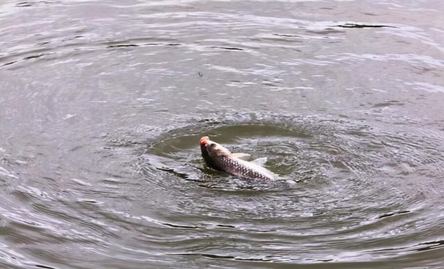 夜钓鲤鱼调漂方法及技巧，时间、饵料、调钓应变到位