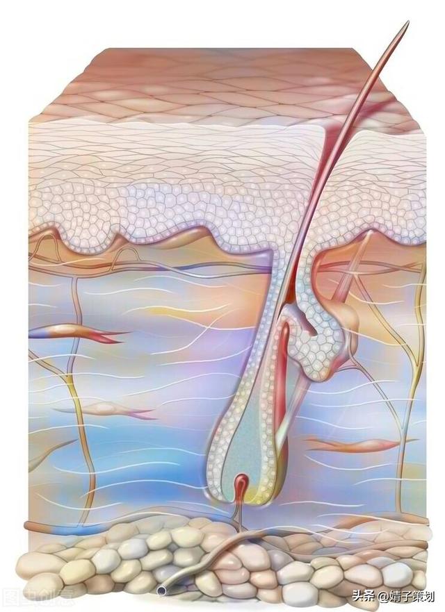 皮肤组织结构图，皮肤组织示意图讲解