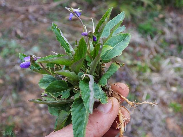 野生动植物知识大全，野生动植物知识来了