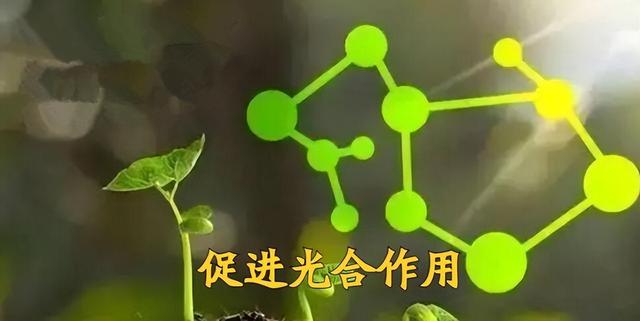 磷酸二氢钾的用途及注意事项，磷酸二氢钾喷施很简单