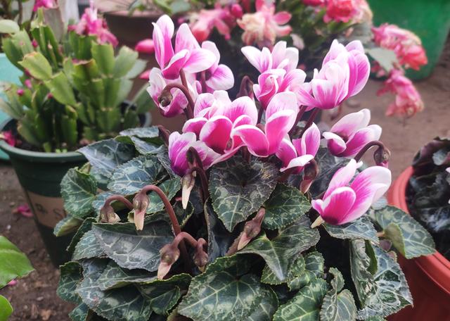 半封闭阳台如何养花，封闭小阳台养花也很棒