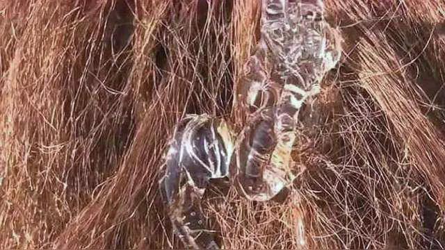 让头发变柔顺的五大秘诀，想要头发越来越柔顺