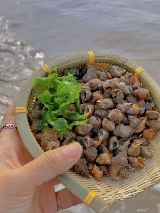 洞头冬天还能不能赶海，天气这么好去洞头赶海啊