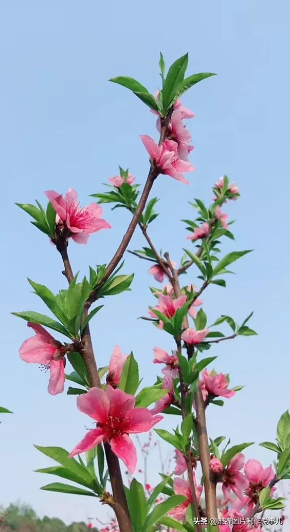 一束鲜花一份温馨一种愉悦，一束鲜花一个春天