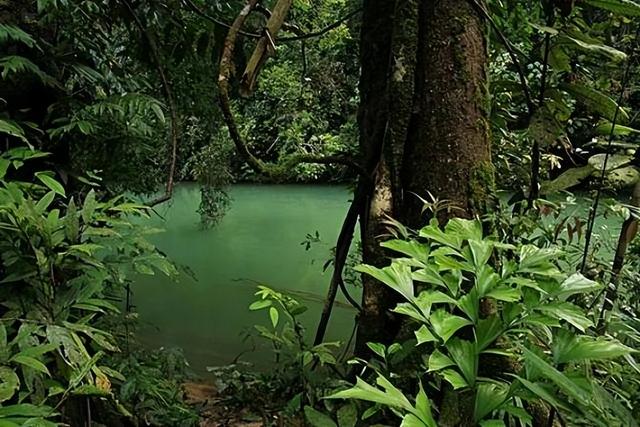 神奇的植物有哪些，世界上八大神奇植物（这些神奇植物你见过吗）