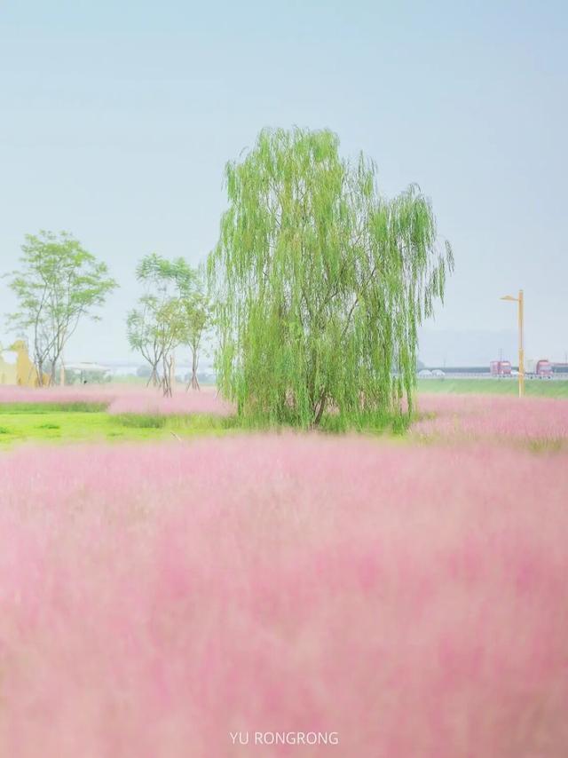 粉黛草向日葵彼岸花海...成都有多少惊喜，粉黛花海花期50天