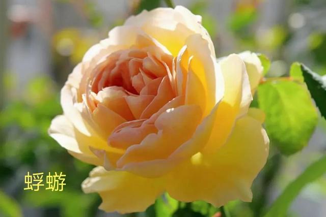 切花月季哪几个品种比较好，常见切花月季一览