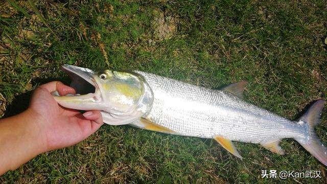 长江最常见的鱼有哪几种，长江里的这些宝贝鱼