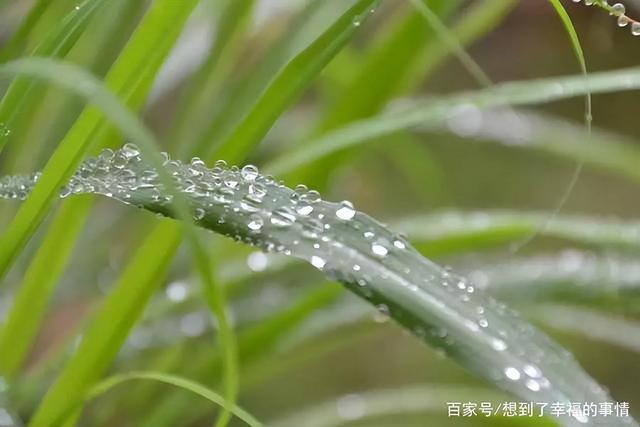 螨虫最怕的土办法，家里老人小孩老过敏