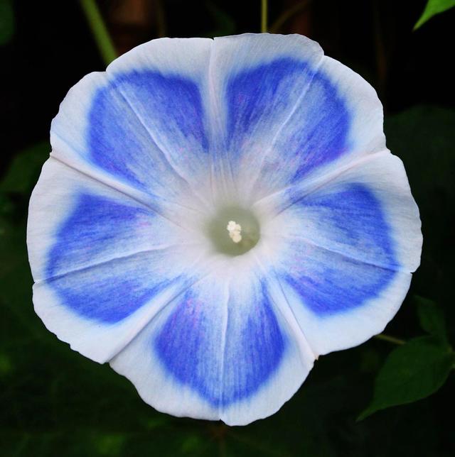 做梦也没想到牵牛花能开成这个样子，斗牛牛心脏（周公解梦：梦见这四种花草）