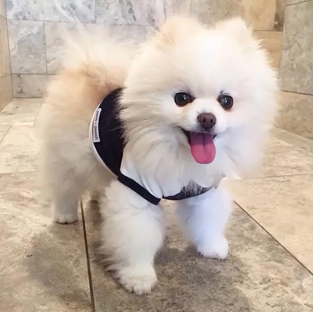 什么小型犬最聪明，三种最聪明的狗狗（非常适合“新手”饲养）