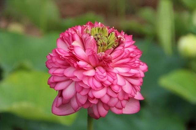 名贵荷花十大品种，最大的荷花品种排行榜