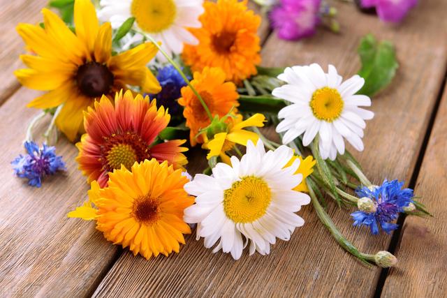 菊花有多少种颜色，各类菊花品种