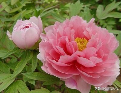 牡丹花花语，牡丹花的花语