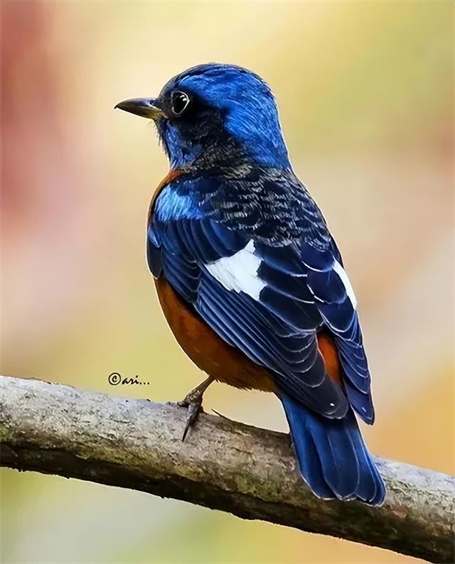 黑白搭配的鸟类有哪几些，令人惊叹的鸟类配色