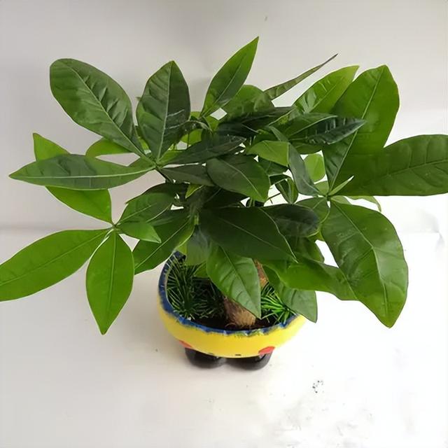 花卉图片及名称大全，常见绿植花卉及名称大全（100种常见花图鉴）