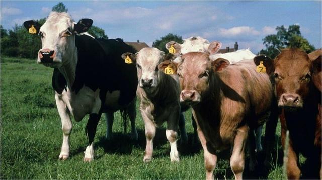 致死率达100烹煮都杀不死的朊病毒，朊病毒到底是什么病毒