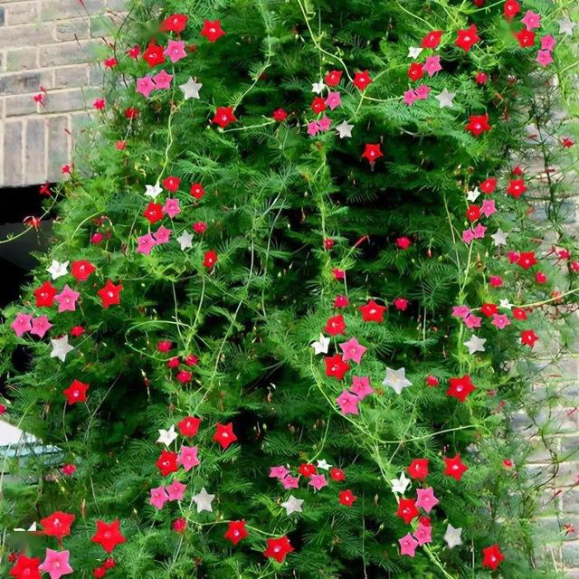 什么花好看又好养，开花好看又好养的花卉（种一盆好看又好养）