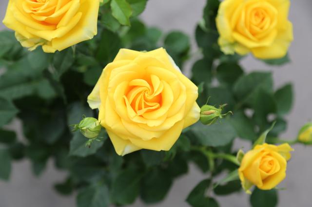 七夕33朵玫瑰花语，<浪漫的数字背后隐藏的秘密>