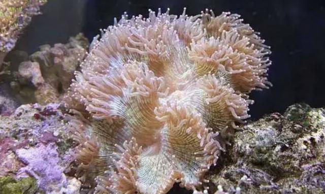 海缸新手教程，海缸入门介绍