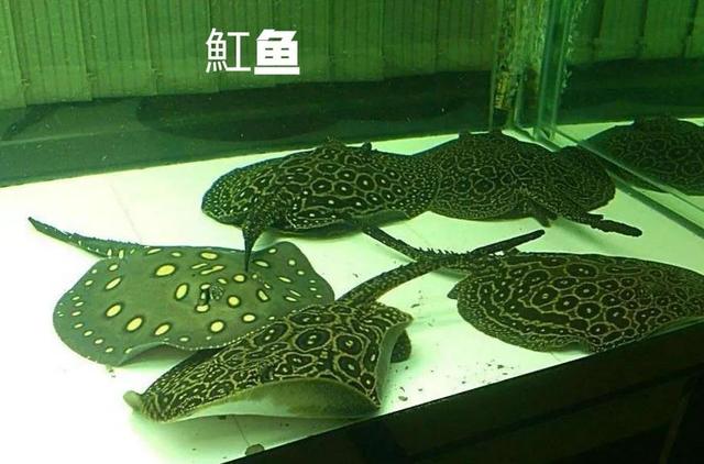 鱼缸换水的正确方法，鱼缸换水正确方法与步骤（正确鱼缸换水方法是这样）