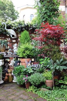 角堇从种子到开花，小花园年年增加的植物--角堇