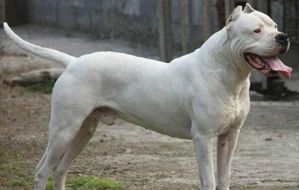 世界最大斗牛犬，世界上最大的斗牛犬是哪个品种（该狗重150斤）