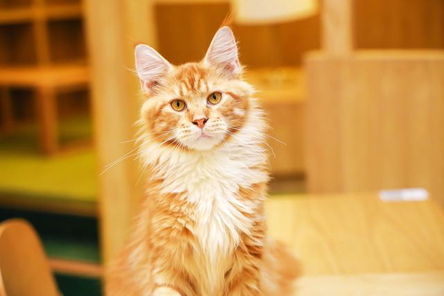新手养猫基础知识，新手养猫基础知识宠物猫饲养