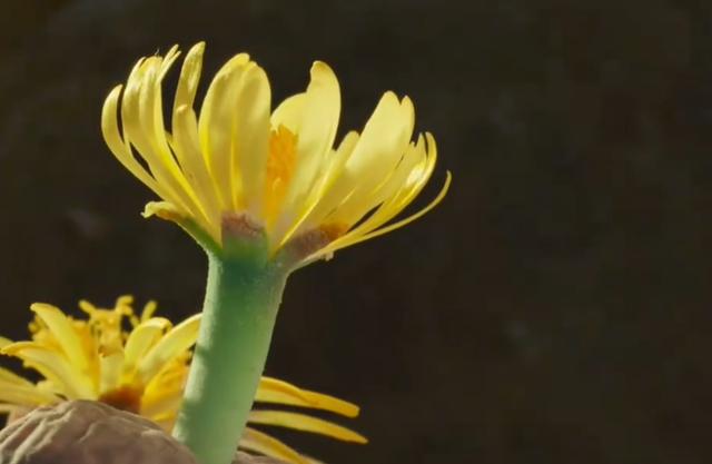 沙漠里有哪些植物，沙漠中的常见植物（推荐6款盆栽沙漠植物）