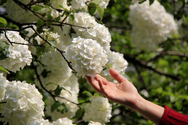 冬天的南京最美的风景，盘点南京春天最美的6个地方
