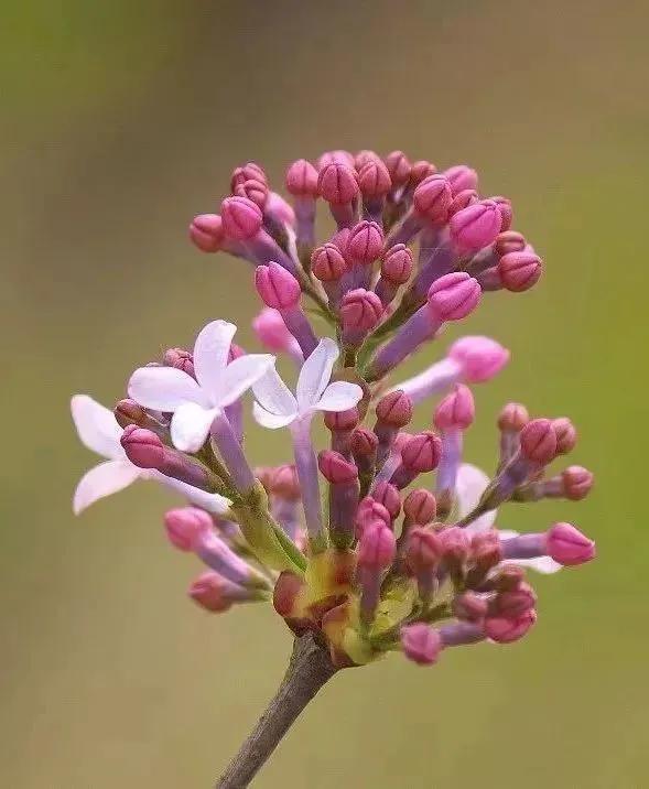 各种最好看的鲜花，分享40多种美丽的鲜花